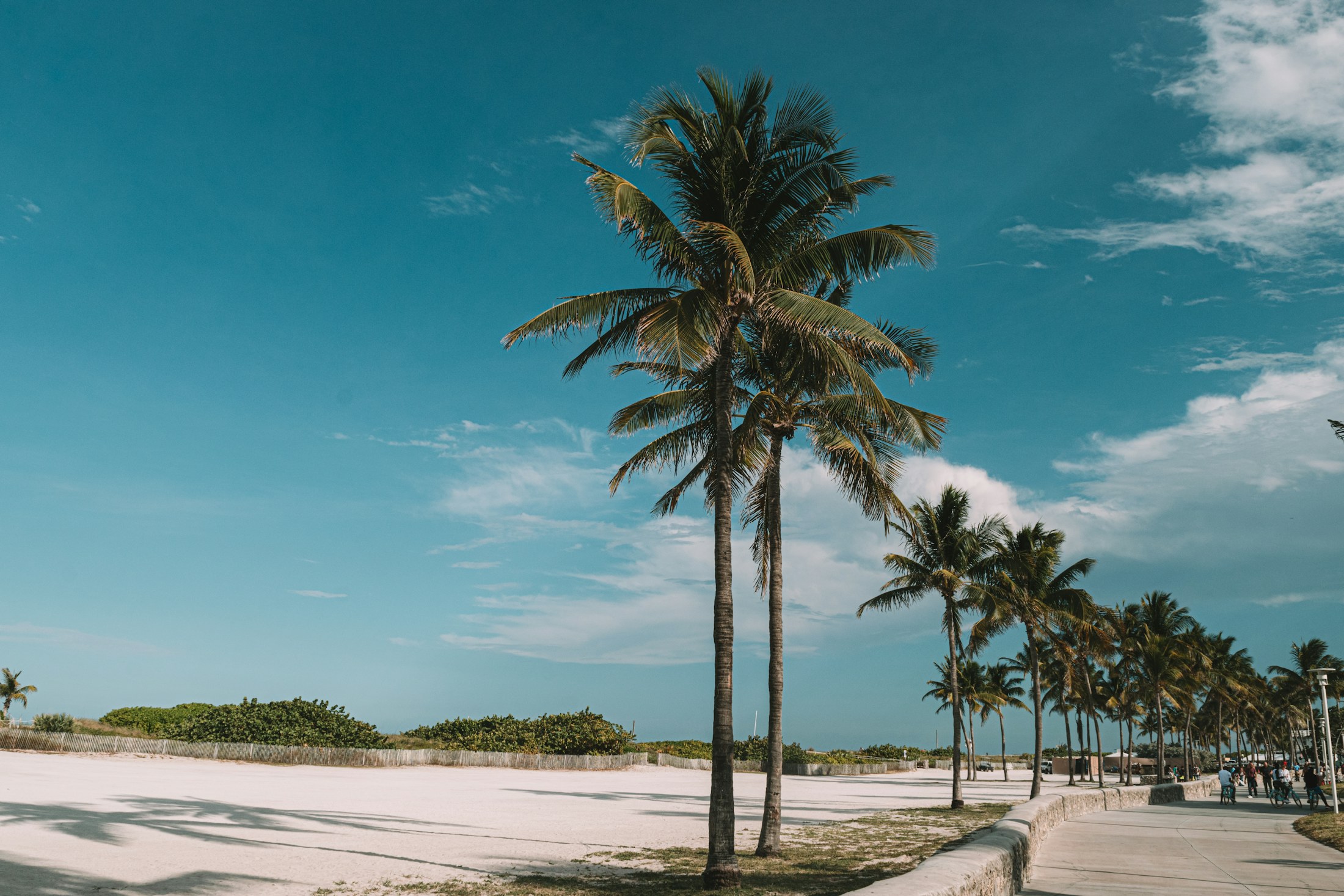 Coconut palms on the sand at Miami Beach under a blue winter sky